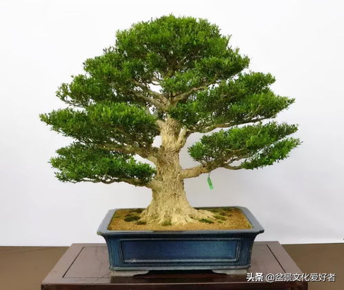 黄杨树的寓意和象征有哪些，它代表了哪些美好的品质或寓意