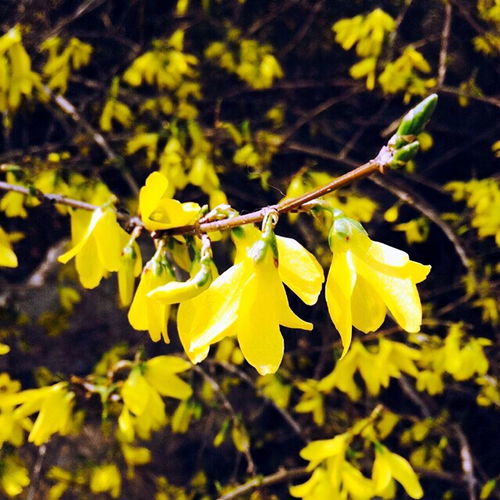 连翘花的美与功效