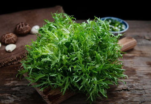 苦菊种植需选排水良好土壤，播种后保持湿润