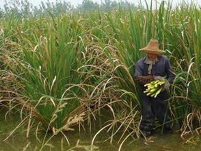 茭白，多年生水生草本植物