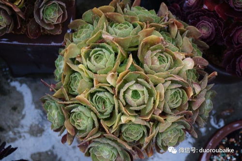 紫羊绒黑法师如何繁殖？是直接播种还是嫁接更有效