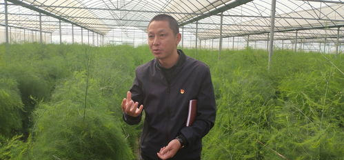 豌豆种植的与季节