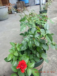 奇卡门廊月季的花期与种植季节揭秘