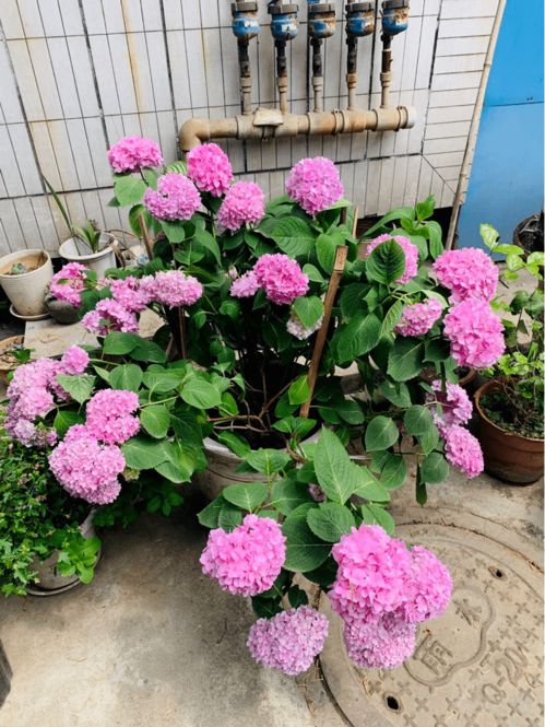 百日草叶子为什么会枯？是缺水还是病虫害