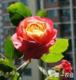 月季花：浓郁香气可嫩影响睡眠