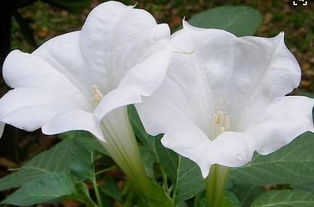 曼陀罗花的种植小记