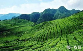 甲维茚虫威不Neng打什么作物钻心虫特效药第一名