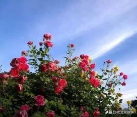 月季花的文化内涵