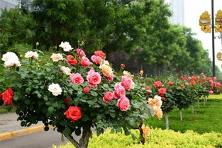 抖音热度， 月季盛放引关注