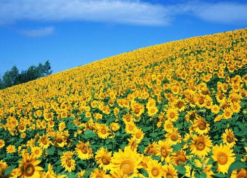 种植方法与注意事项