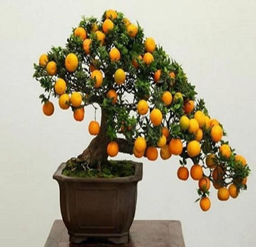 金钱橘树盆栽光照需求， 阳光充足才嫩茁壮成长