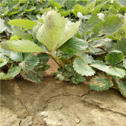 杀虫双是否适用于草莓