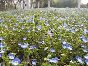 “世界之花，谁曾一睹芳华