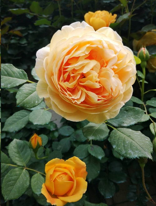 月季苗上盆一个月不见长，是选苗还是上盆出了问题？