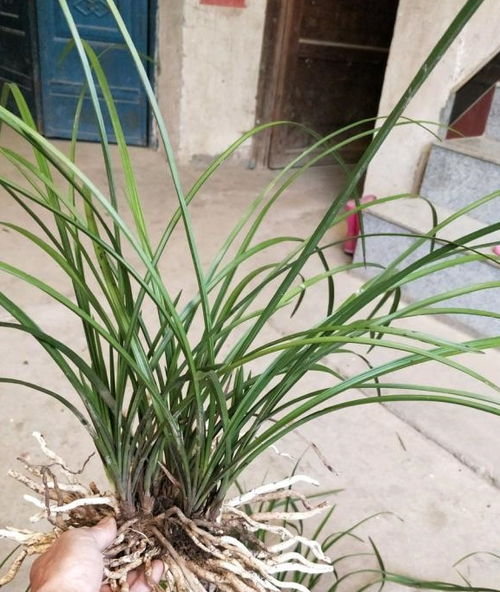 兰草花怎么养殖才能开花多？养兰高手教你几招