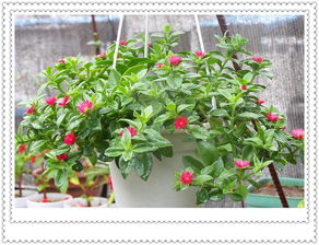 快递配送， 修剪枝叶保湿