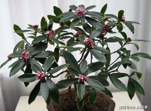瑞香在什么季节换盆最适宜？