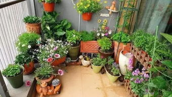 避坑提示：警惕“永久矮生”的陷阱