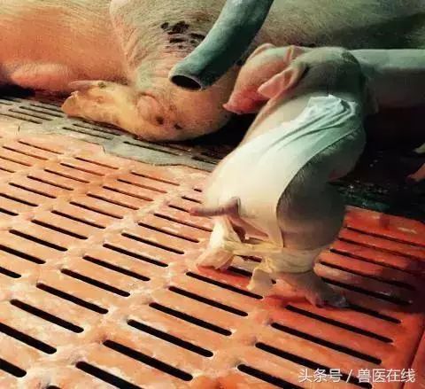 仔猪八字腿和肠疝气Neng否用医用胶布法进行矫正和治疗？