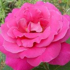 软香红月季， 一款古老的中国月季花品种