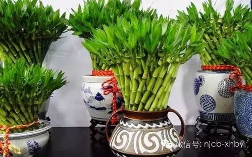 富贵竹，寓意吉祥