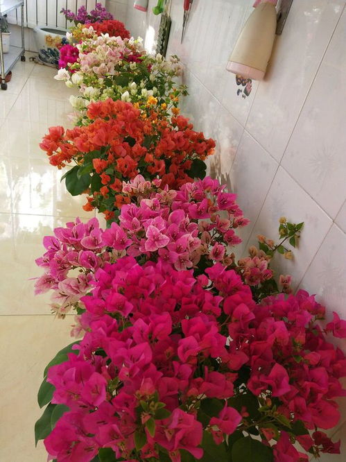 修剪时机决定成败