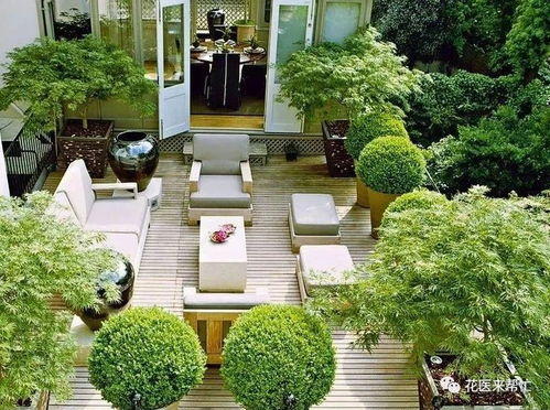 庭院里的绿色守护者——筋骨草