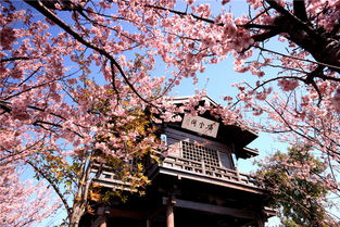 无锡鼋头渚的绣球花海：绣球花