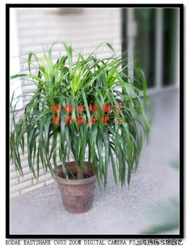 为什么龙血树不适合水培？