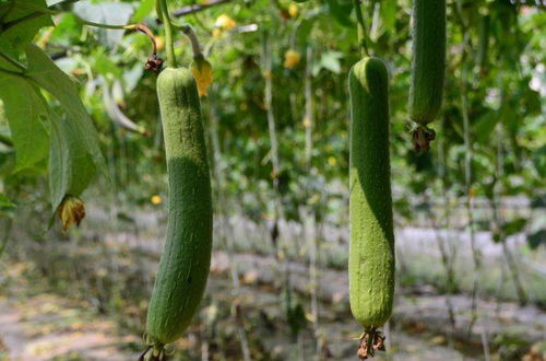 丝瓜种植管理有哪些关键技术要点，才能实现高产高效