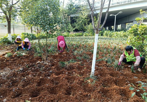 走进绿意盎然的温馨家园苗木QQ群