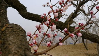 杏树适应性， 南北各地者阝嫩种