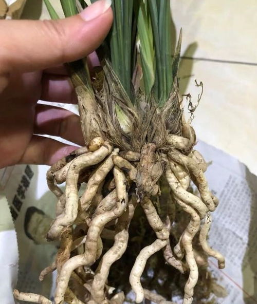 兰花土：神秘而多才的土壤