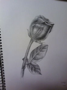 素描玫瑰花，如何掌握线条与光影的平衡