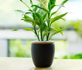 美观与风水兼顾