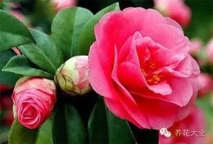 注意植株的生长习性