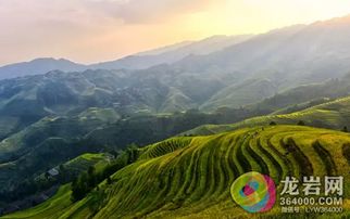 广西桂林市茶油价格揭秘：一亩产值几何？