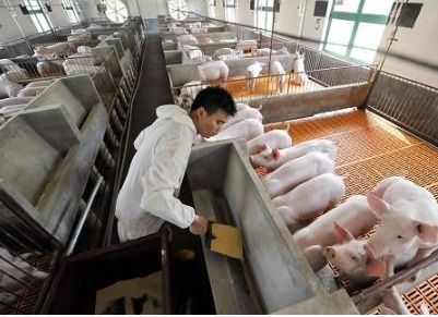 猪饲料香气成分是什么如何提升猪的采食量和养殖效益？