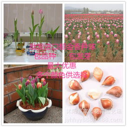 花卉园艺小贴士：郁金香种植大揭秘