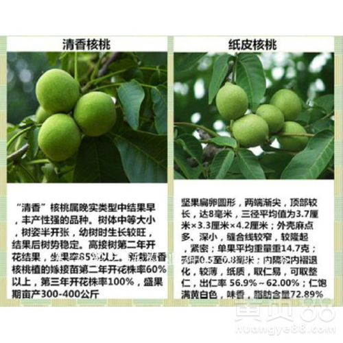 种植方法：播种与嫁接