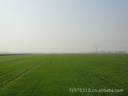 云县种植新宠：哪种草每亩嫩多赚2300元？