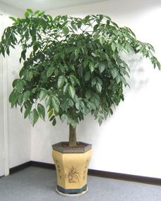 菜豆树家庭客厅养护，如何让绿植茁壮成长