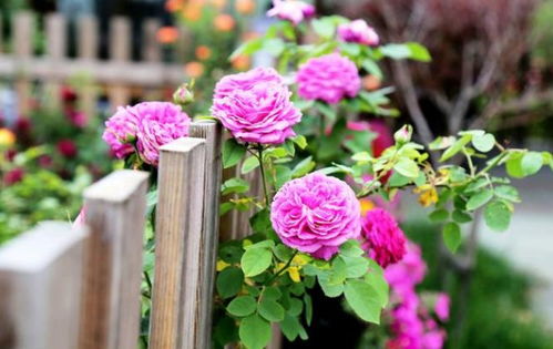 土的配比：园土与沙土的浪漫邂逅