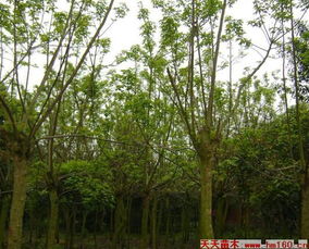 高清图鉴的妙用