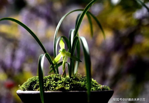 如何确保大穗兰根系健康