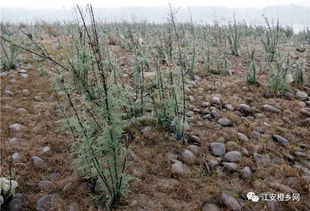 阴干和暴晒哪个好