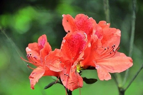 将“种鸡冠花”嵌入，可以这样拆分