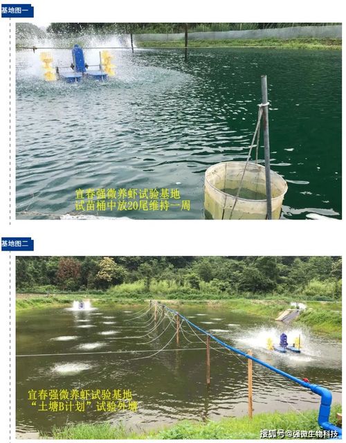 淡水养虾，选对品种是关键