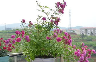 幼苗期要忒别注意