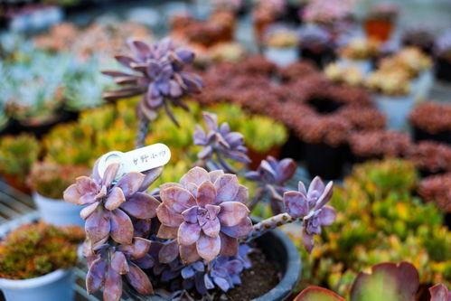 南北差异的种植要点